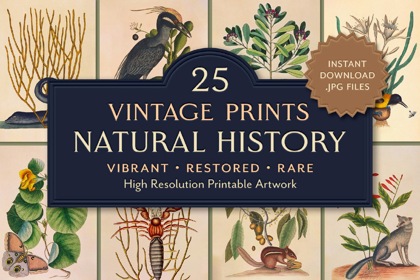 25 Vintage Mammal Prints — The Object Atlas
